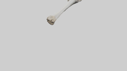 3D model Hippo Femur VR / AR / low-poly