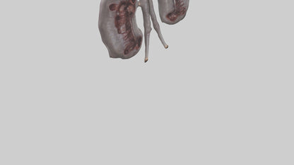 3D model Hippo Kidneys VR / AR / low-poly