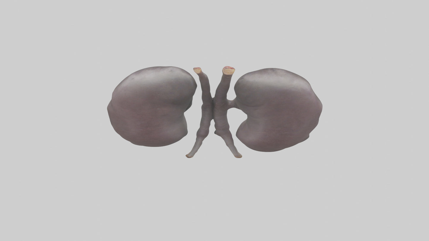 3D model Hippo Kidneys VR / AR / low-poly