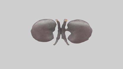 3D model Hippo Kidneys VR / AR / low-poly