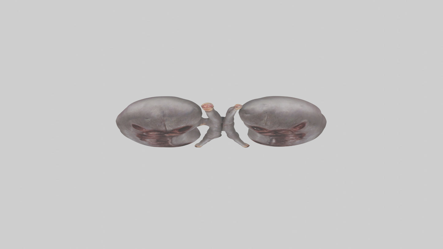 3D model Hippo Kidneys VR / AR / low-poly