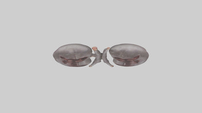 3D model Hippo Kidneys VR / AR / low-poly