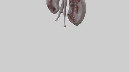 3D model Hippo Kidneys VR / AR / low-poly
