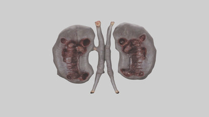 3D model Hippo Kidneys VR / AR / low-poly