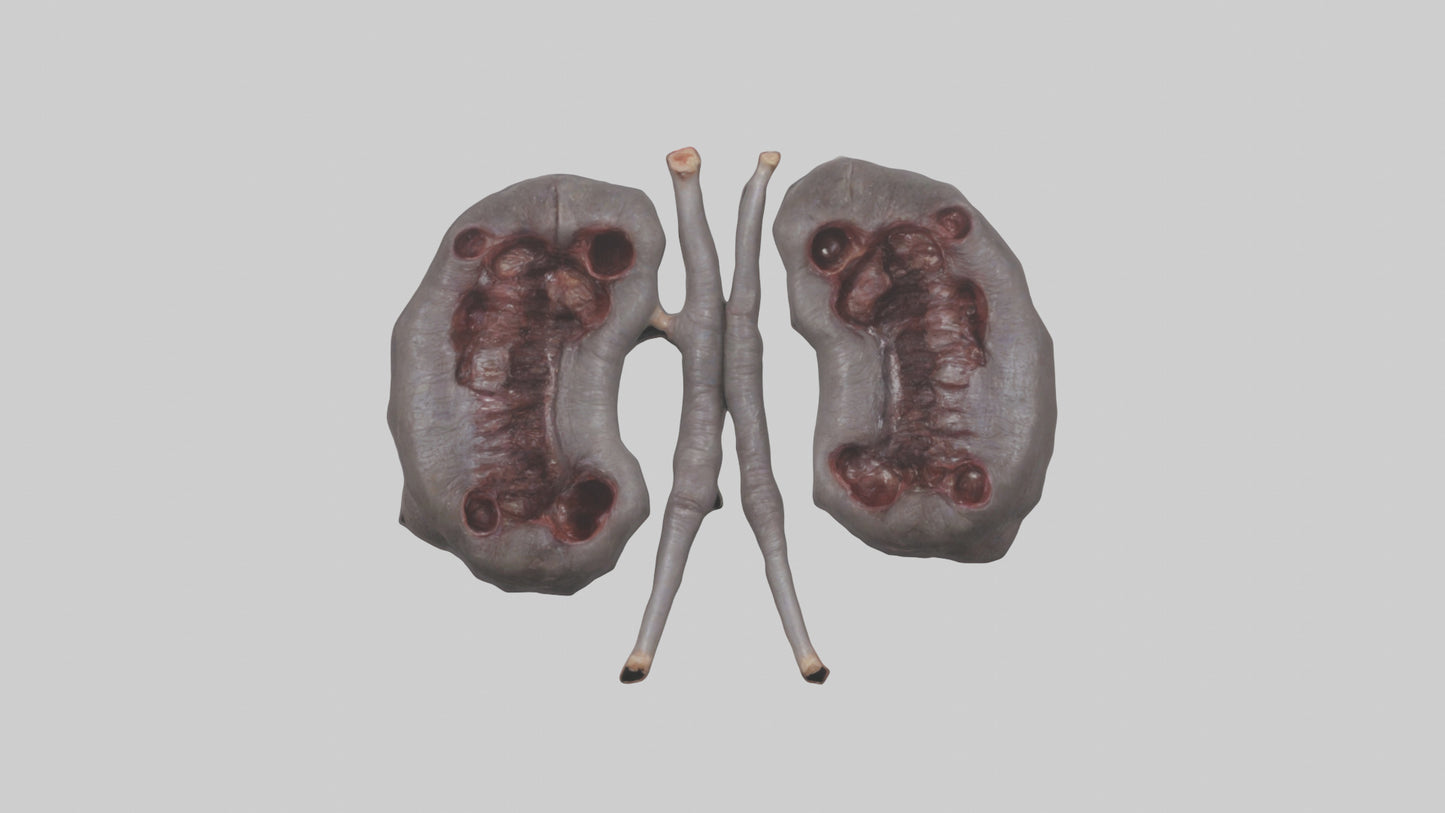 3D model Hippo Kidneys VR / AR / low-poly