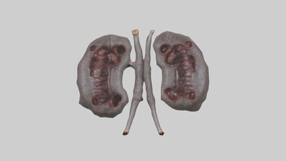 3D model Hippo Kidneys VR / AR / low-poly