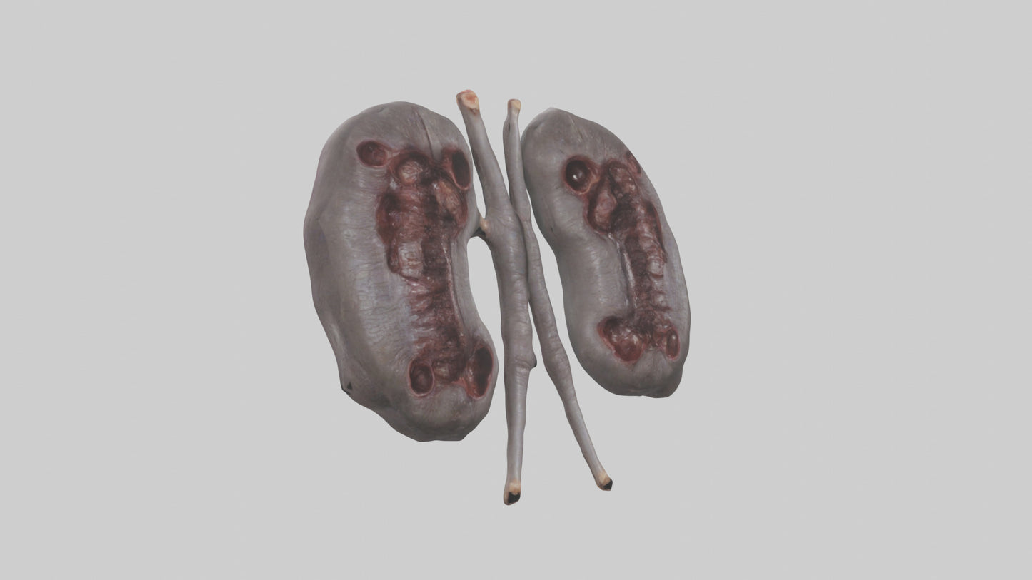 3D model Hippo Kidneys VR / AR / low-poly