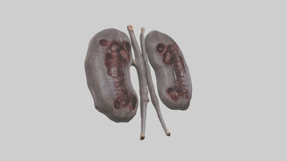 3D model Hippo Kidneys VR / AR / low-poly
