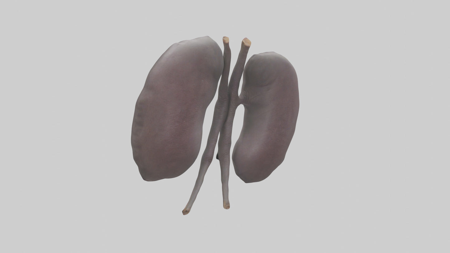 3D model Hippo Kidneys VR / AR / low-poly
