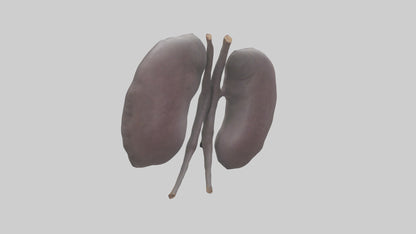 3D model Hippo Kidneys VR / AR / low-poly