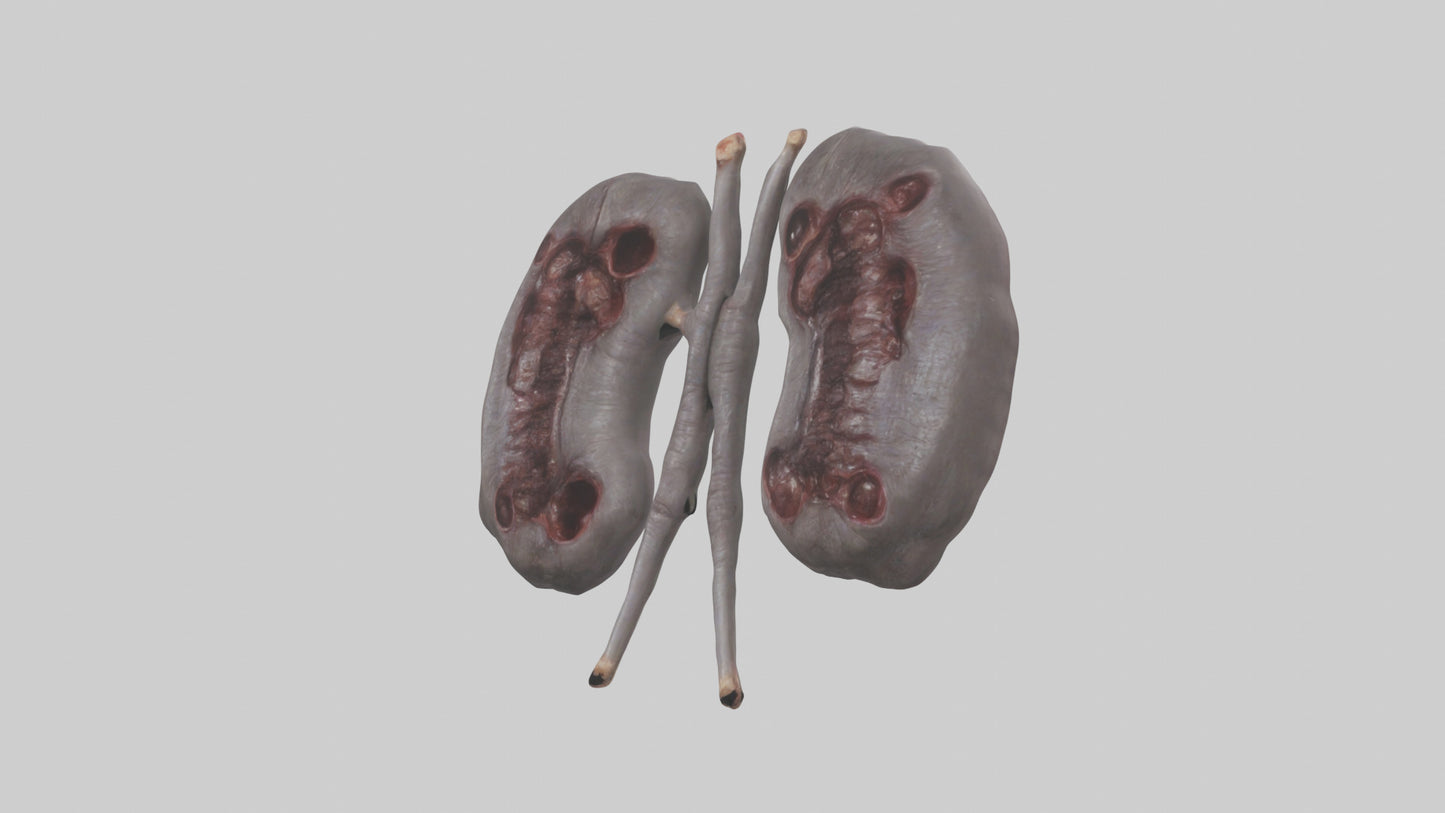 3D model Hippo Kidneys VR / AR / low-poly
