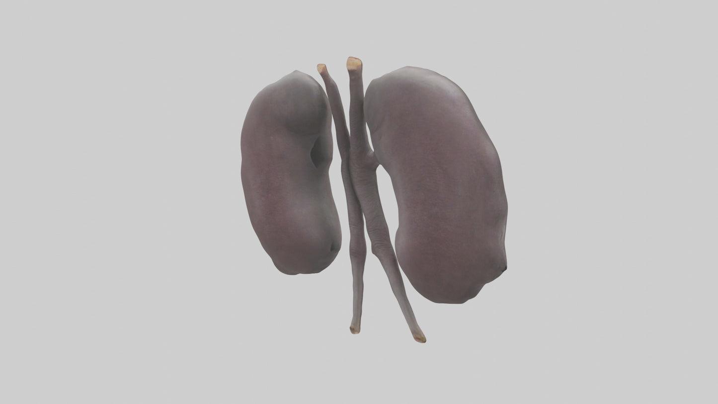 3D model Hippo Kidneys VR / AR / low-poly