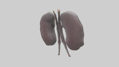 3D model Hippo Kidneys VR / AR / low-poly