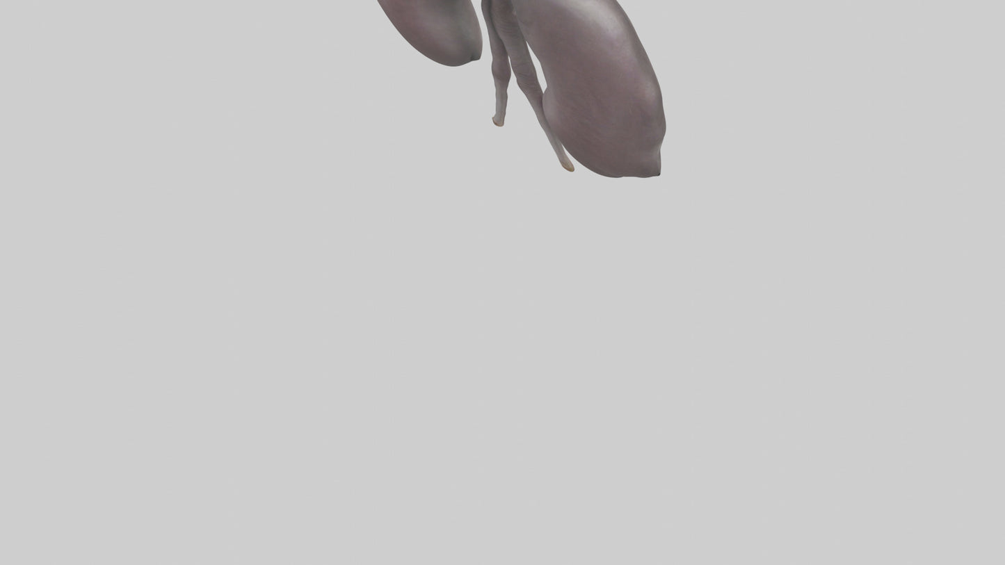 3D model Hippo Kidneys VR / AR / low-poly