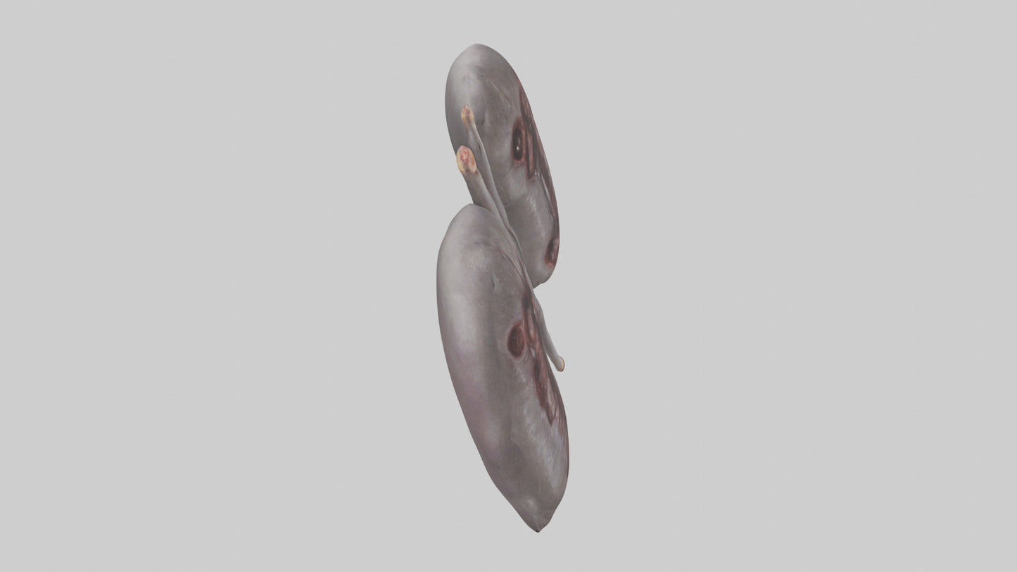 3D model Hippo Kidneys VR / AR / low-poly