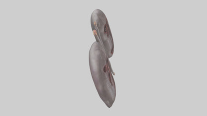3D model Hippo Kidneys VR / AR / low-poly