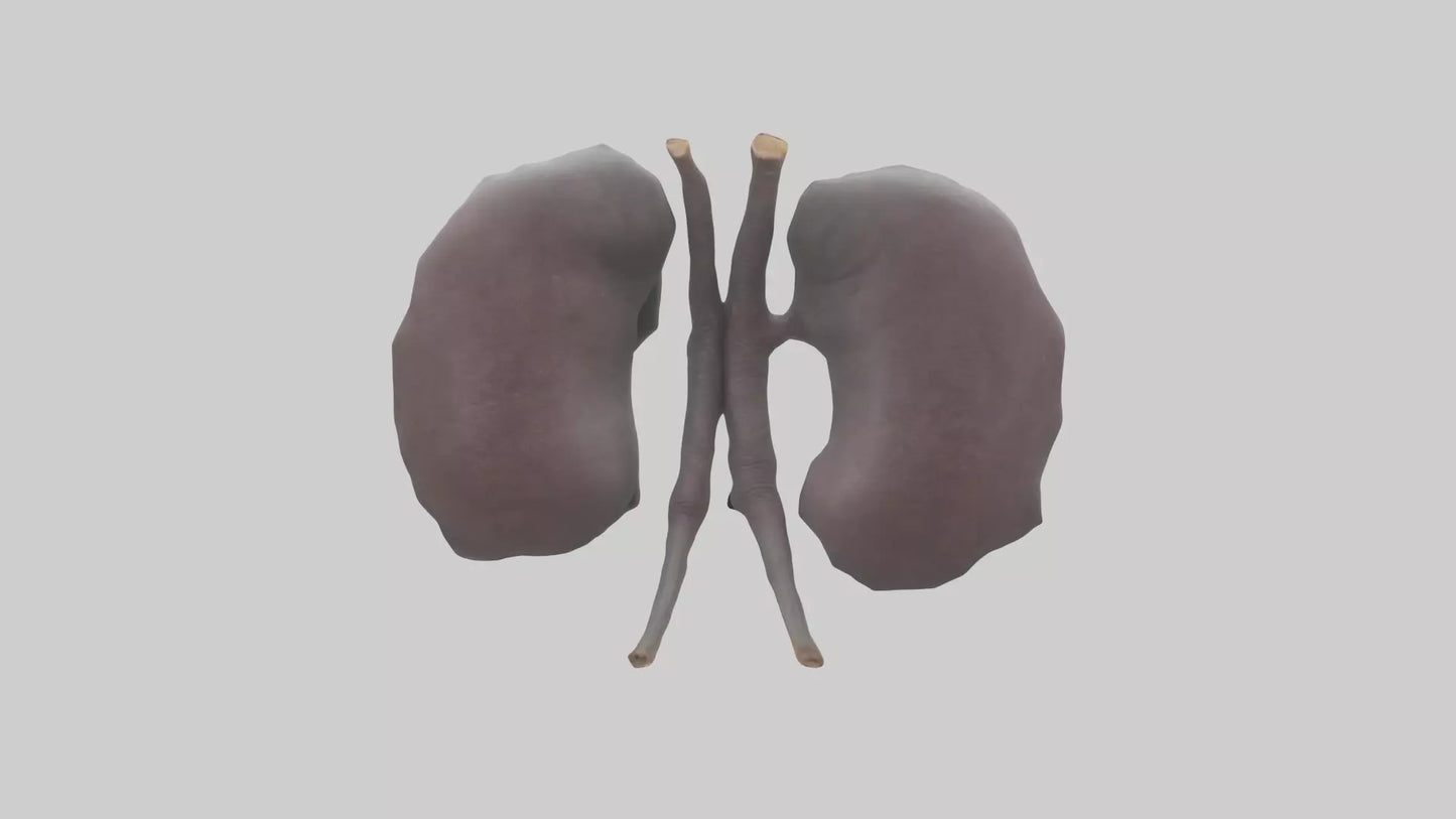 3D model Hippo Kidneys VR / AR / low-poly