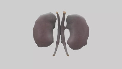 3D model Hippo Kidneys VR / AR / low-poly