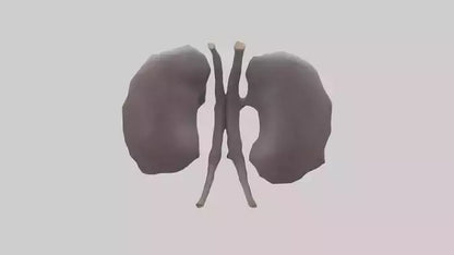 3D model Hippo Kidneys VR / AR / low-poly