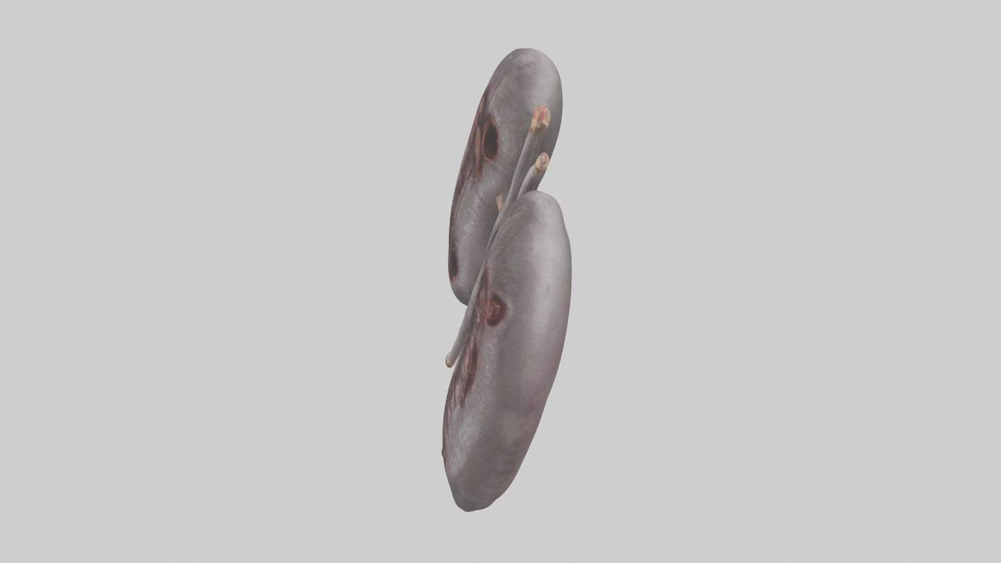 3D model Hippo Kidneys VR / AR / low-poly