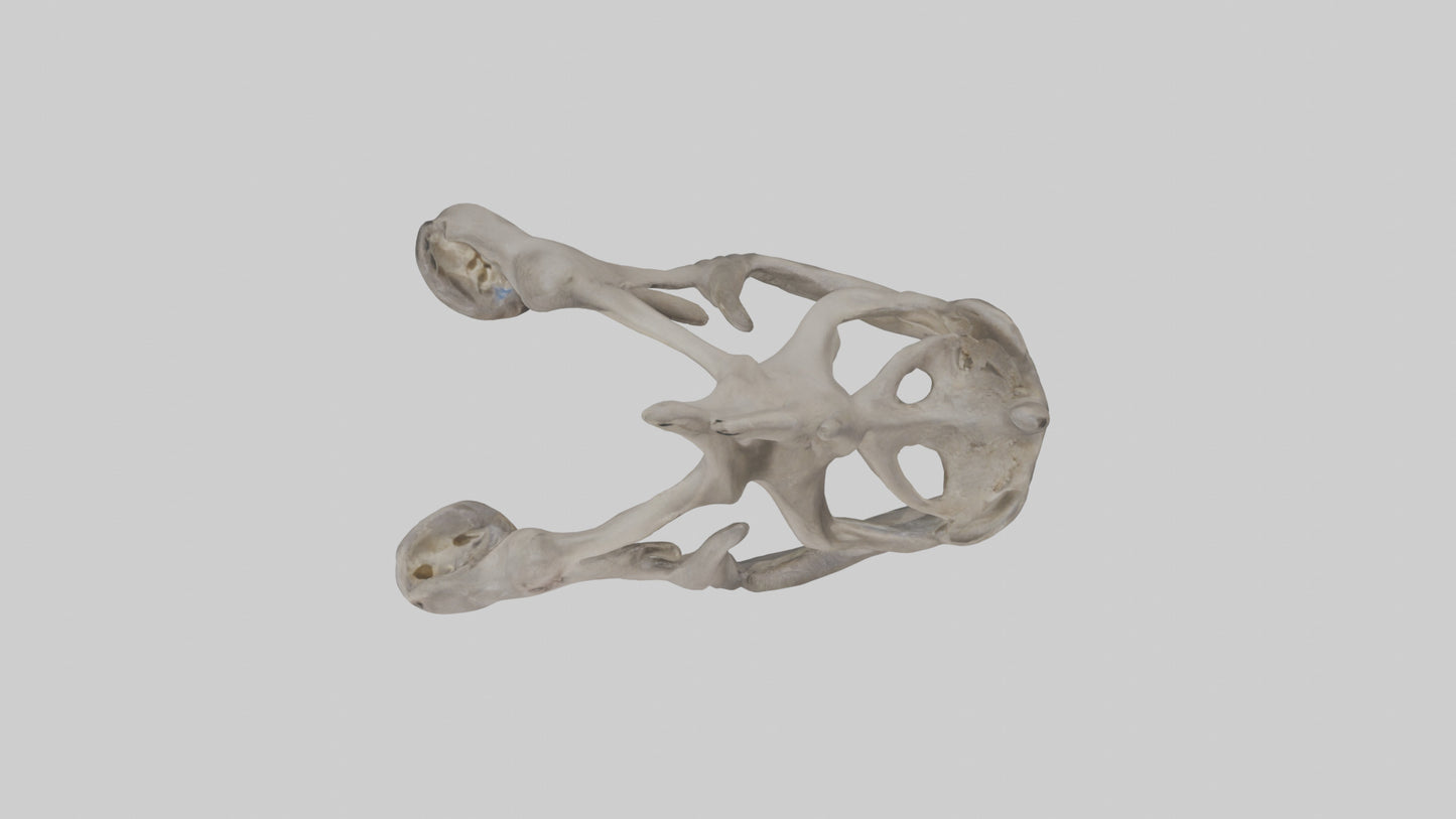 3D model Hippo Pelvis VR / AR / low-poly