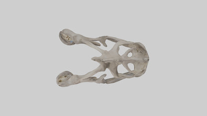3D model Hippo Pelvis VR / AR / low-poly