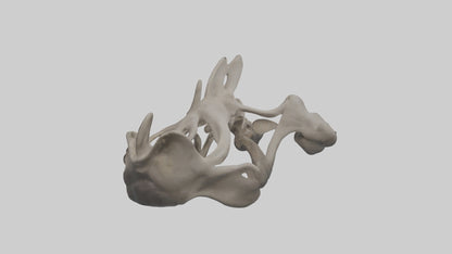3D model Hippo Pelvis VR / AR / low-poly