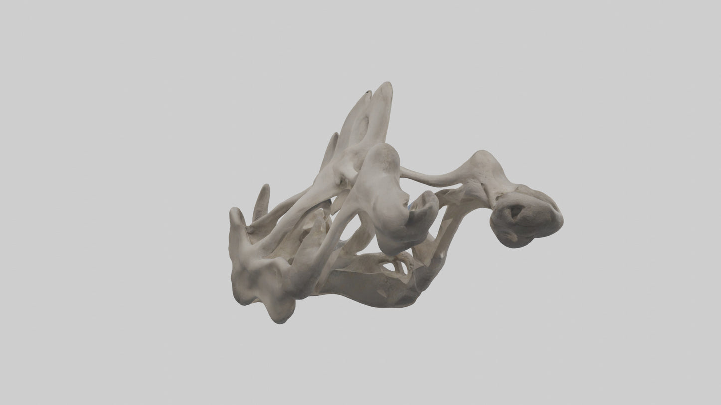 3D model Hippo Pelvis VR / AR / low-poly