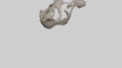 3D model Hippo Pelvis VR / AR / low-poly