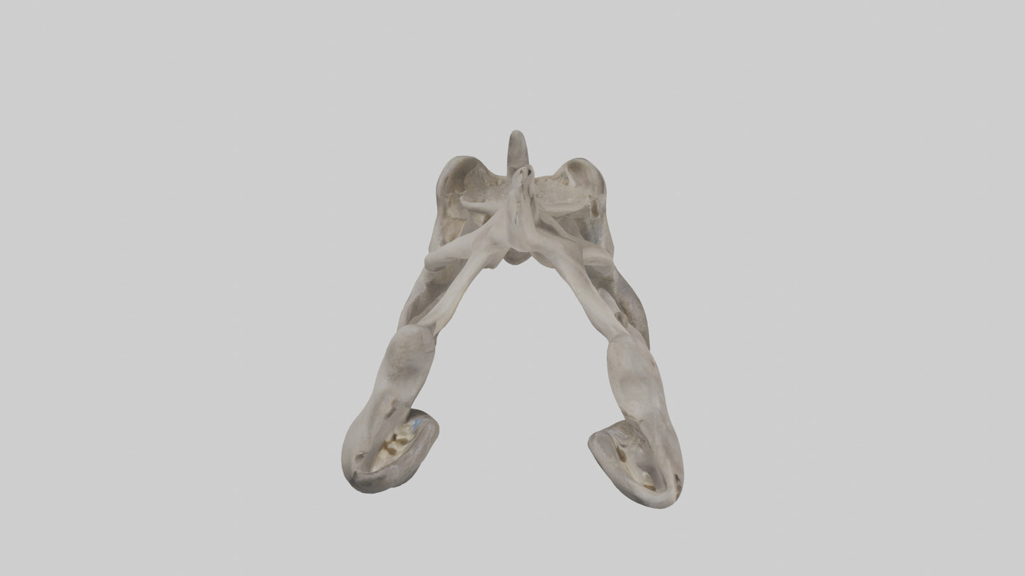 3D model Hippo Pelvis VR / AR / low-poly