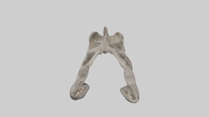 3D model Hippo Pelvis VR / AR / low-poly