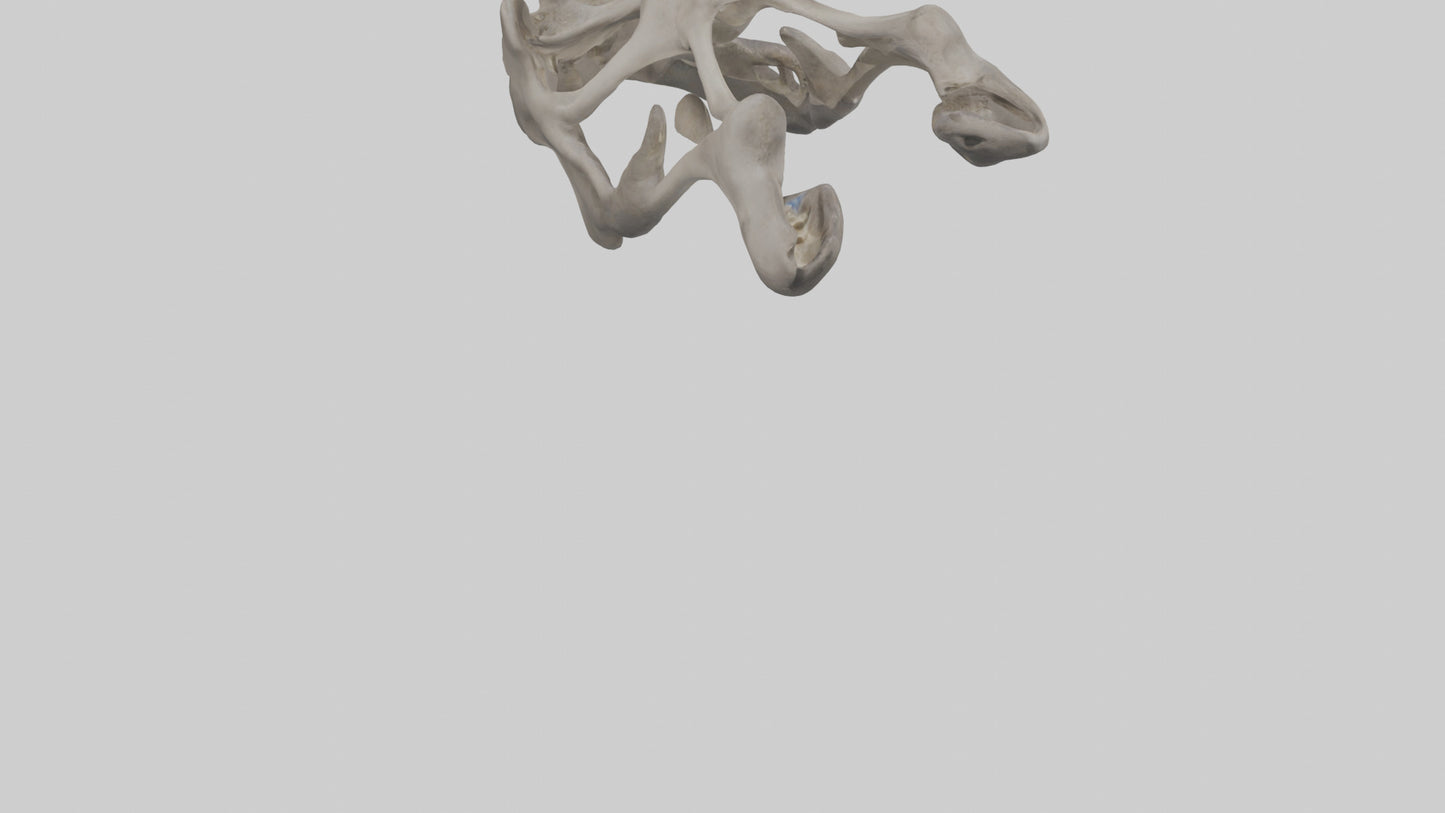 3D model Hippo Pelvis VR / AR / low-poly