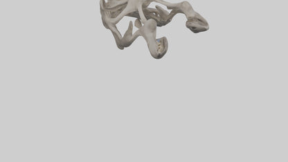 3D model Hippo Pelvis VR / AR / low-poly