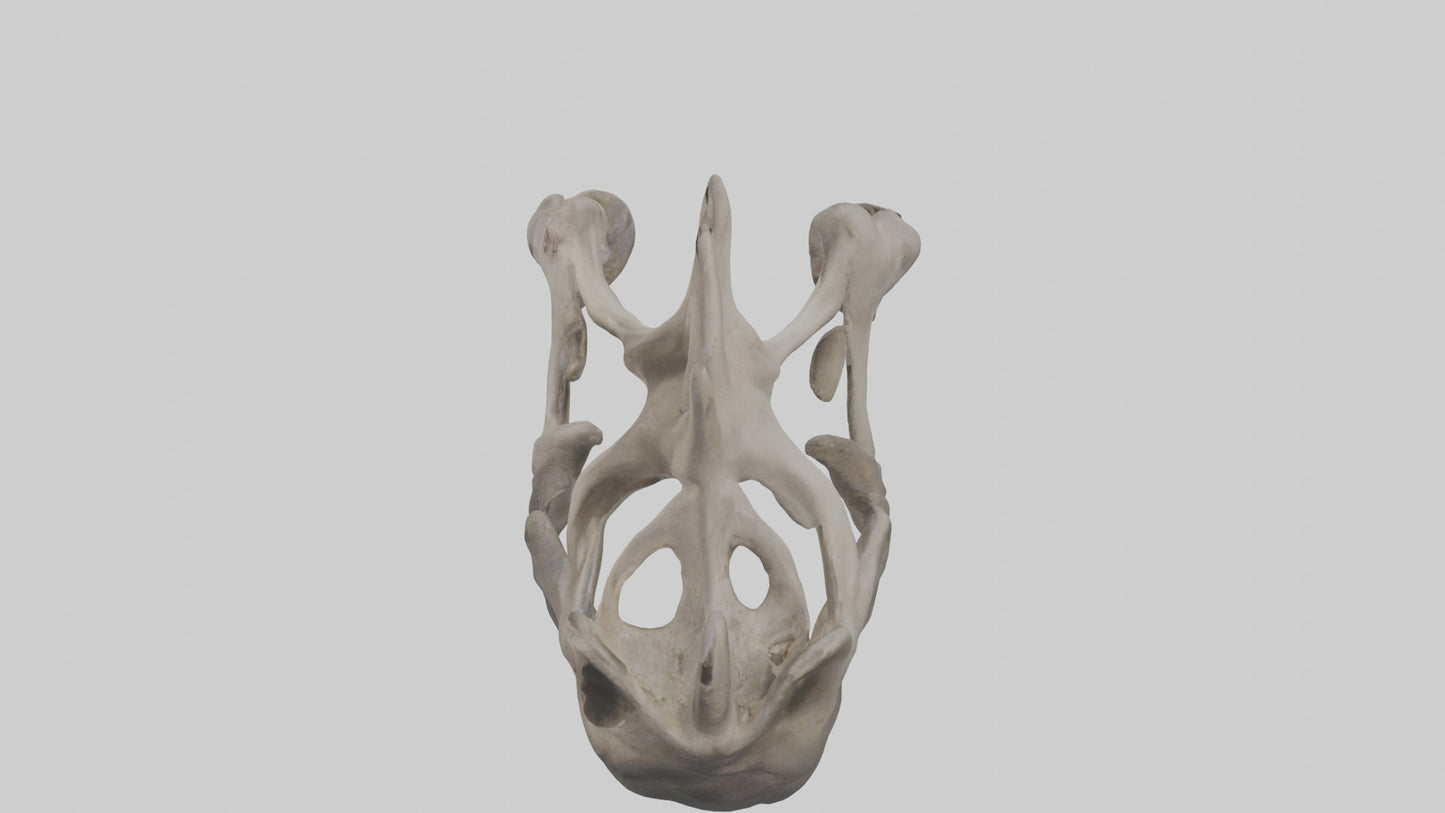 3D model Hippo Pelvis VR / AR / low-poly