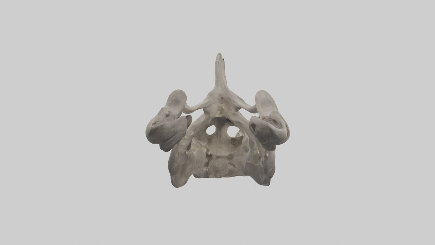 3D model Hippo Pelvis VR / AR / low-poly