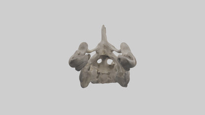 3D model Hippo Pelvis VR / AR / low-poly