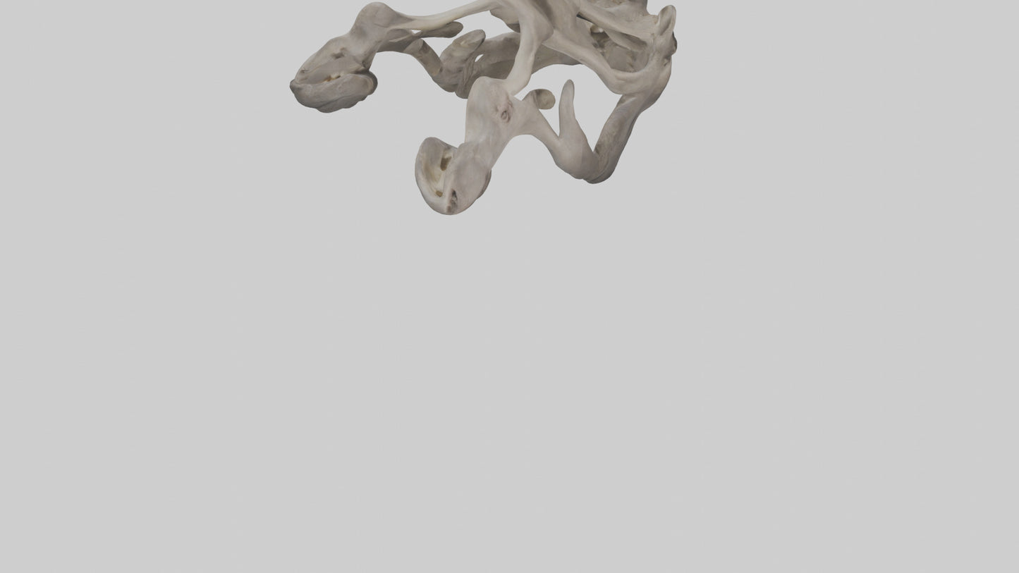 3D model Hippo Pelvis VR / AR / low-poly