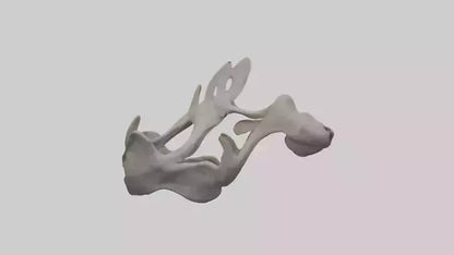 3D model Hippo Pelvis VR / AR / low-poly