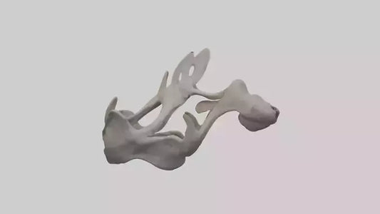 3D model Hippo Pelvis VR / AR / low-poly