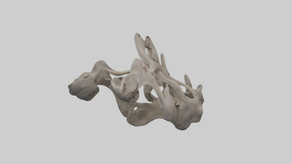 3D model Hippo Pelvis VR / AR / low-poly