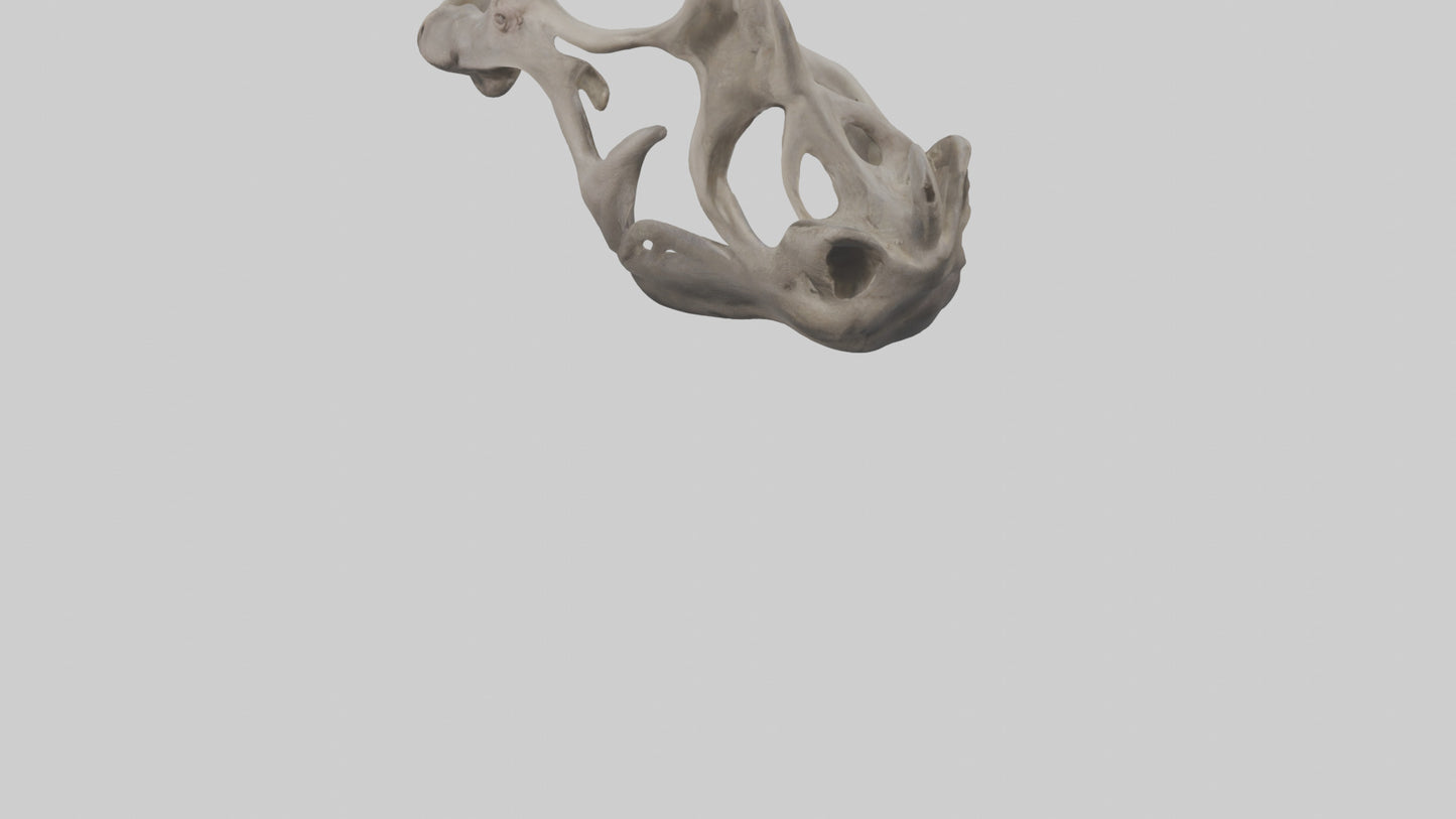 3D model Hippo Pelvis VR / AR / low-poly