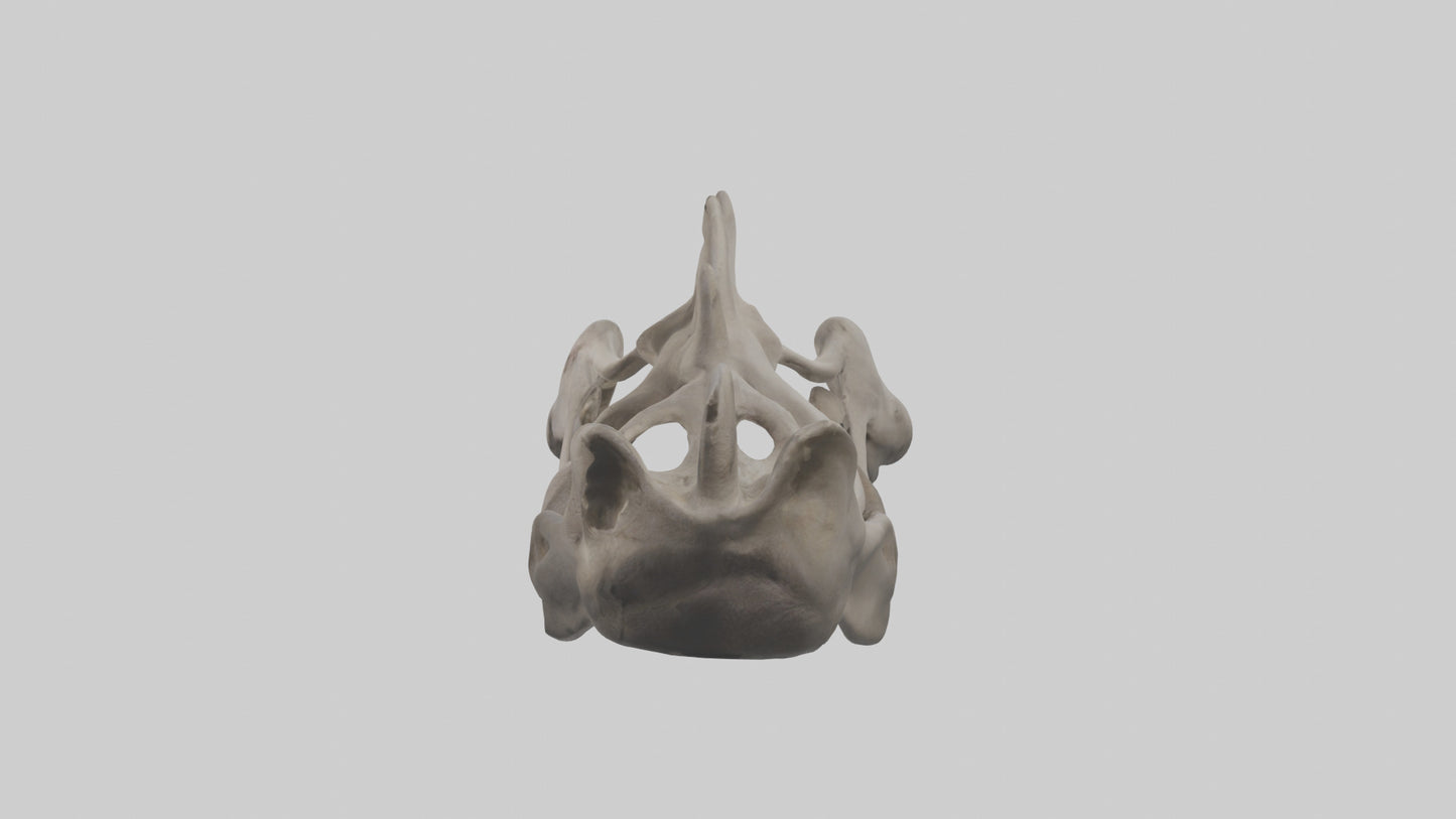 3D model Hippo Pelvis VR / AR / low-poly