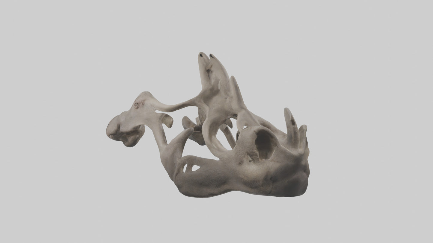 3D model Hippo Pelvis VR / AR / low-poly