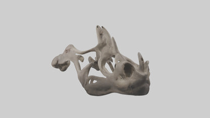 3D model Hippo Pelvis VR / AR / low-poly