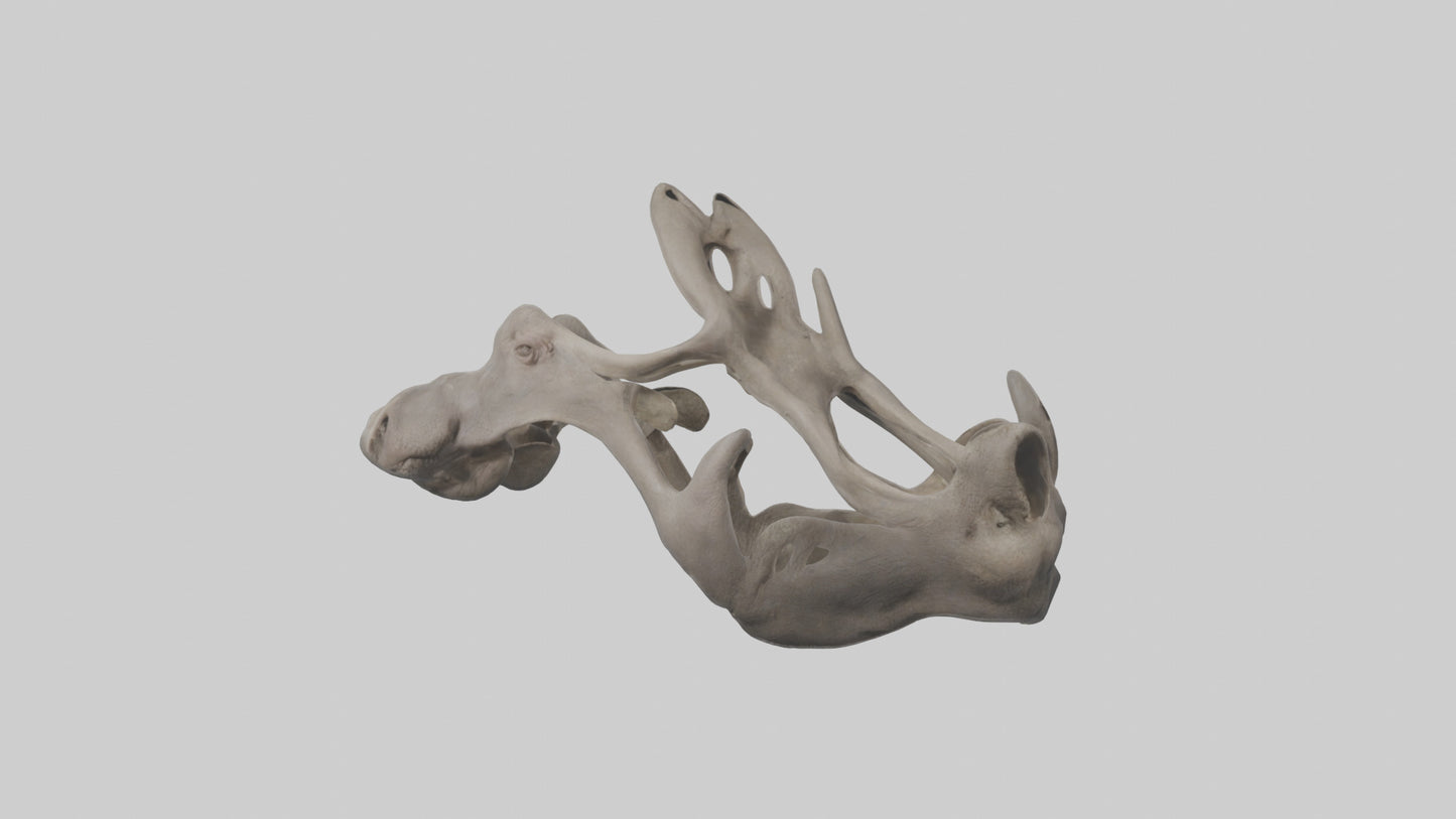 3D model Hippo Pelvis VR / AR / low-poly