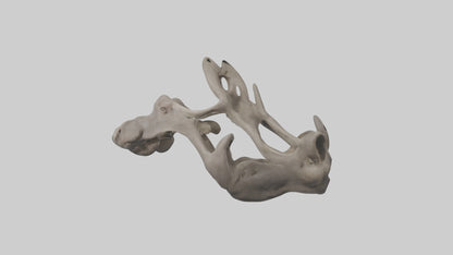 3D model Hippo Pelvis VR / AR / low-poly