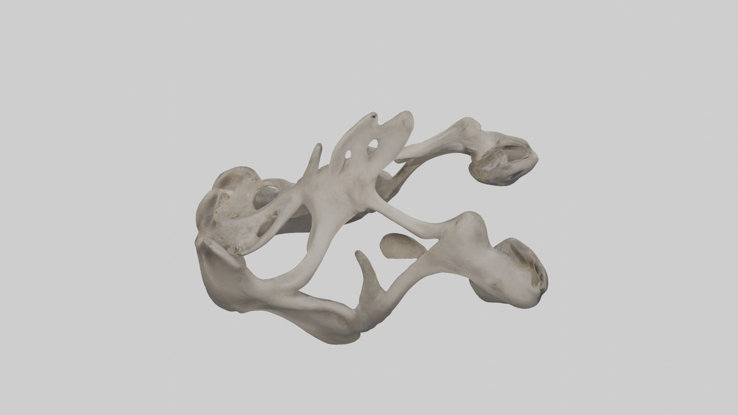 3D model Hippo Pelvis VR / AR / low-poly