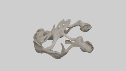 3D model Hippo Pelvis VR / AR / low-poly