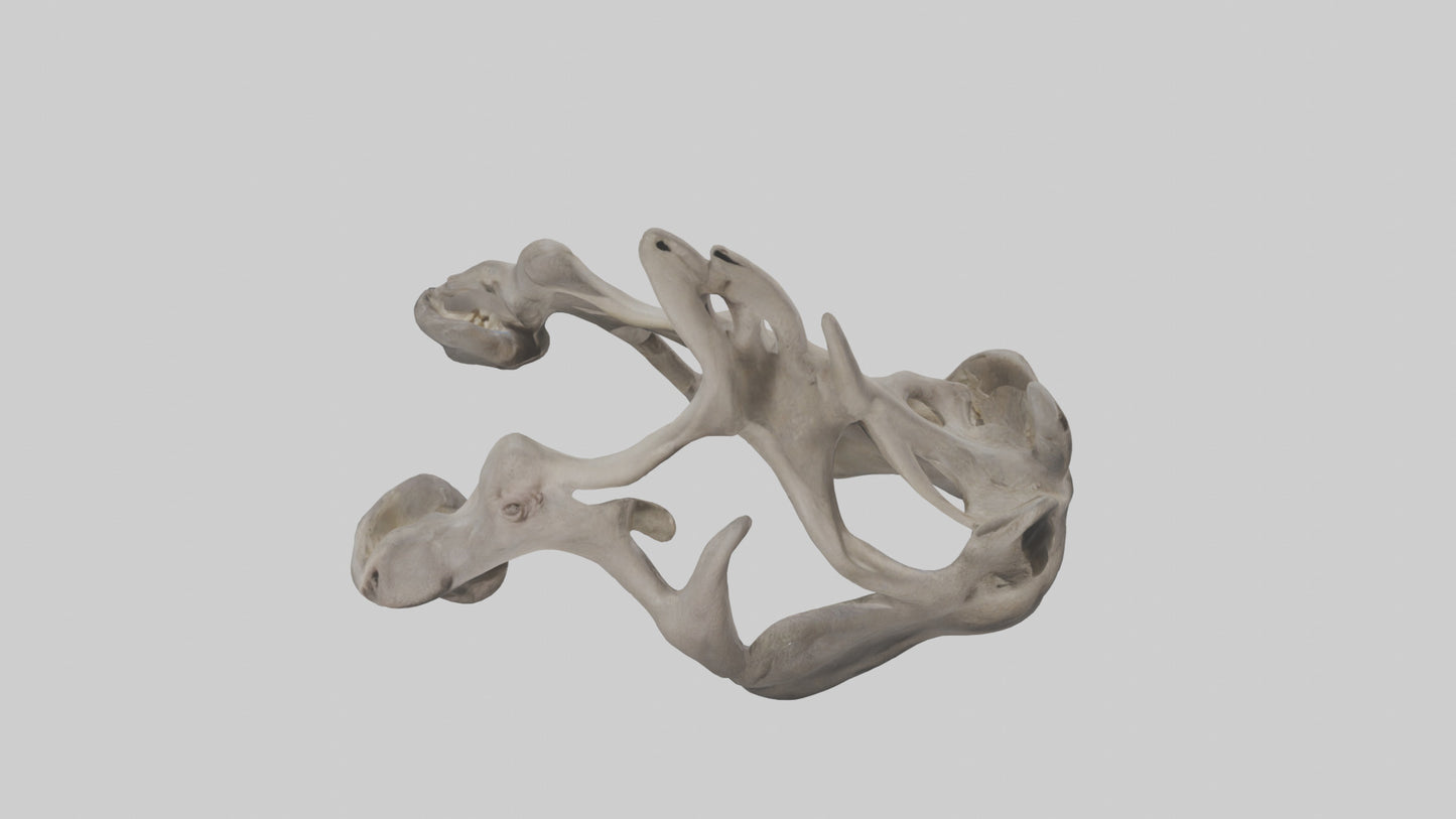 3D model Hippo Pelvis VR / AR / low-poly