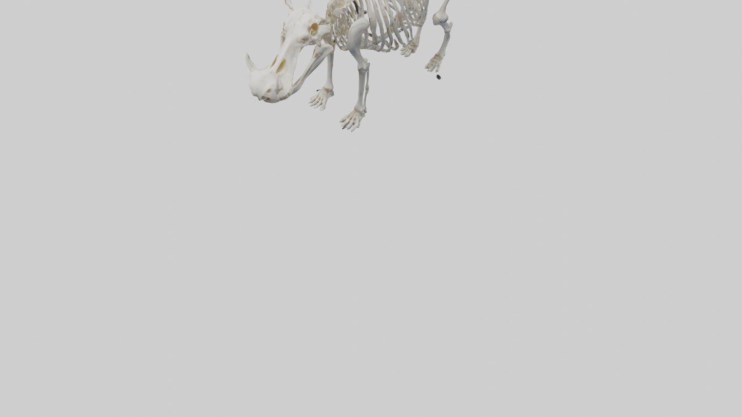 3D model Hippo Skeleton model VR / AR / low-poly